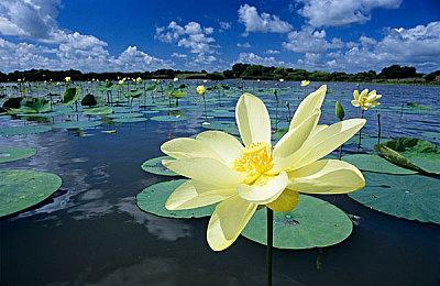 好评如潮！《史莱姆牧场2》销量突破30万份