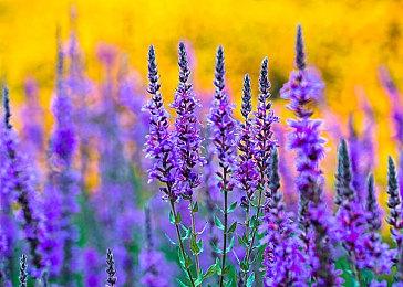 微软学坏了 Xbox全屏《使命召唤20》广告引玩家不满